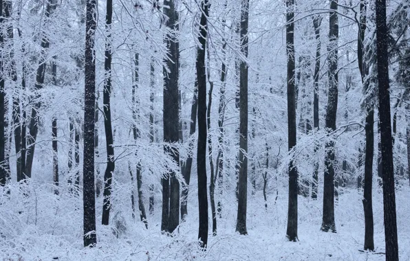Winter, forest, snow, trees, nature, Niklas Hamisch