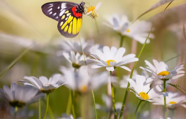 Flowers, butterfly, chamomile, butterfly, flowers, chamomile