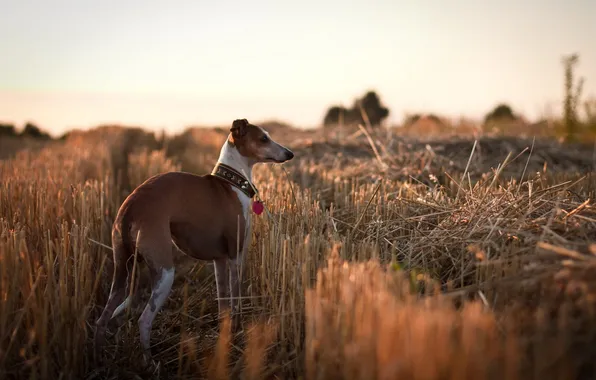 Picture field, background, dog