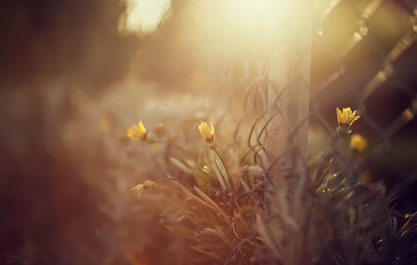 Light, flowers, the fence
