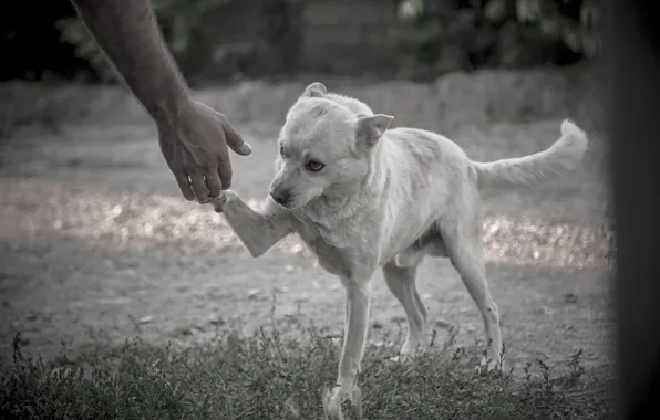 Dog, Alone, Little, Animal, Kind, Human & dog