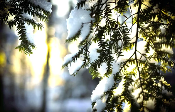 Winter, the sun, snow, needles, tree