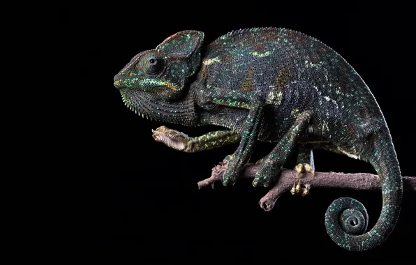 Picture chameleon, grey, black background