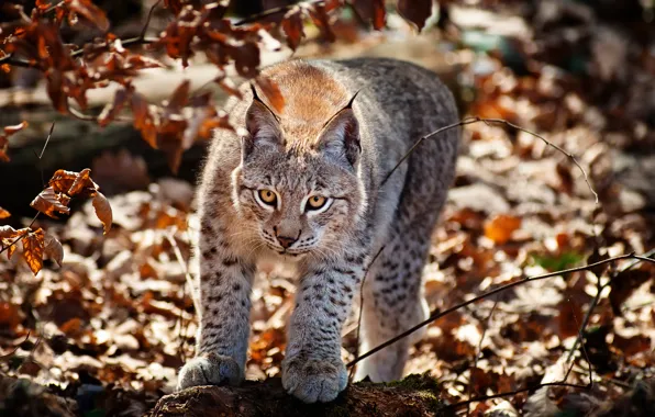 Autumn, cat, foliage, lynx