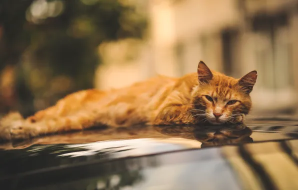 Machine, auto, cat, cat, look, red, lies, Tomcat