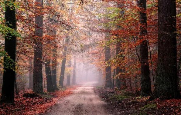 Road, autumn, forest, light, trees, branches, fog, trunks
