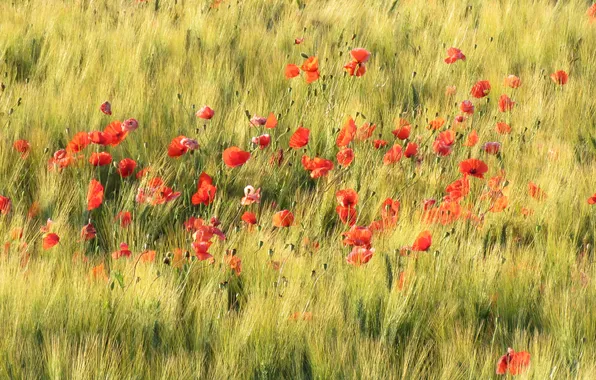 Summer, flowers, rye, Maki, meadow, red, ears, cereals