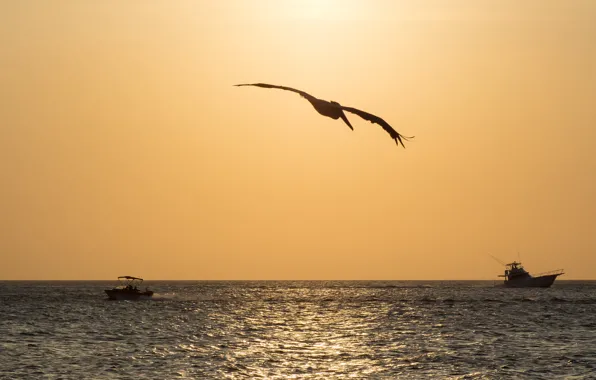Sea, the sun, bird, boat, boat