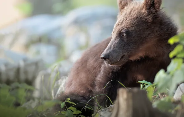 Look, face, stump, bear, profile, bear, brown