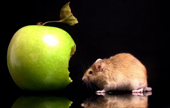 Picture Apple, Mouse, Bite