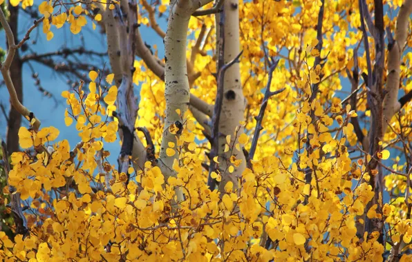 Picture autumn, the sky, leaves, trees, trunk, osini