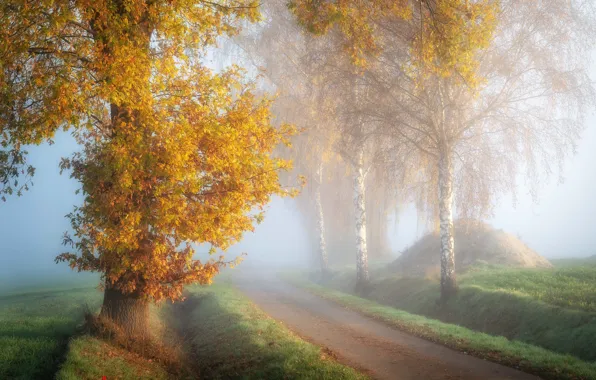 Road, field, autumn, forest, trees, fog, morning, hay
