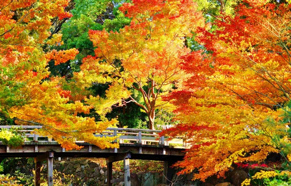 Autumn, trees, bridge, Park, stones, Sunny, Golden