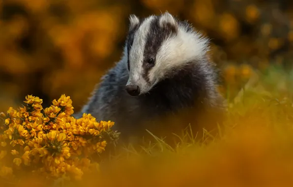 Picture autumn, nature, animal, animal, badger