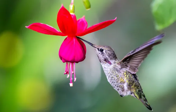 Picture flower, macro, bird, Hummingbird, fuchsia