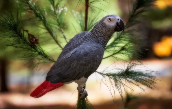 Picture branches, bird, parrot, bokeh, Jaco