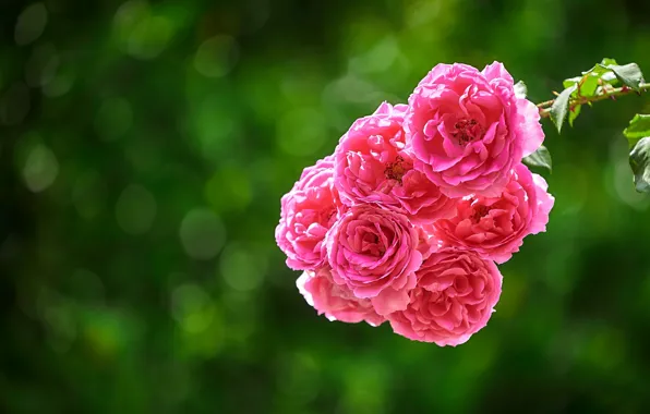 Light, flowers, branches, roses, garden, pink, green background, bokeh