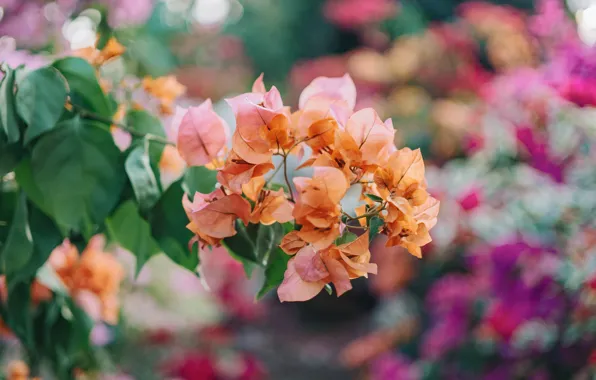 Leaves, flowers, branches, blur, spring, orange, flowering, bokeh