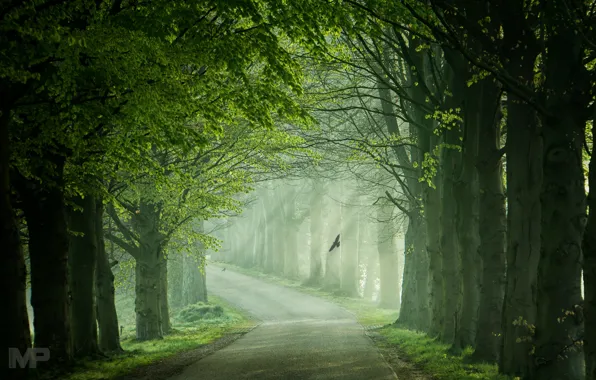 Road, light, trees, bird, spring