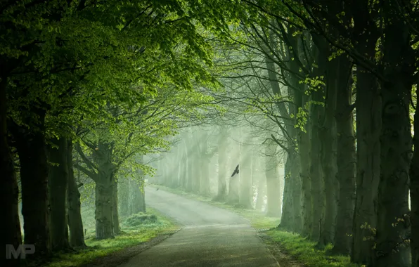 Road, light, trees, birds, spring