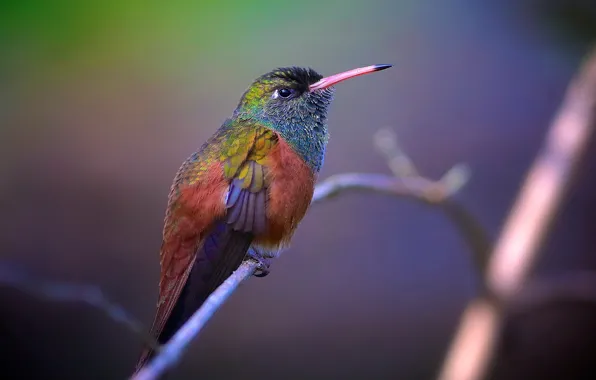 Picture background, bird, branch