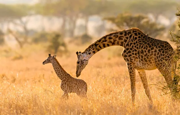 Picture field, light, pose, two, baby, giraffe, pair, cub