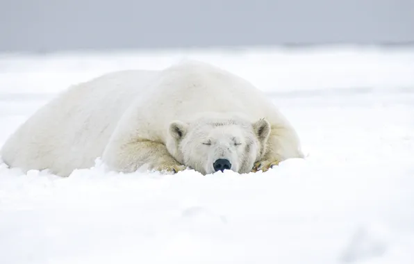 Picture winter, white, face, snow, nature, pose, stay, sleep