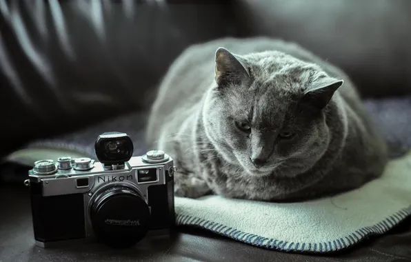 Koshak, the camera, lies, Tomcat