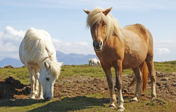 Picture horses, horse, pasture