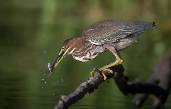 Water, bird, fish, branch, beak