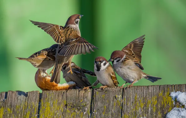 Winter, birds, sparrows, baton, photohunt, freeze frame