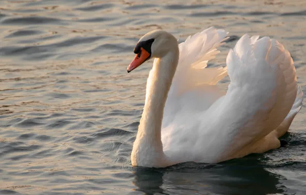 Picture white, bird, swans, pond