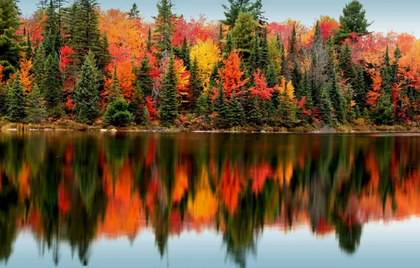 Autumn, forest, trees, lake, reflection