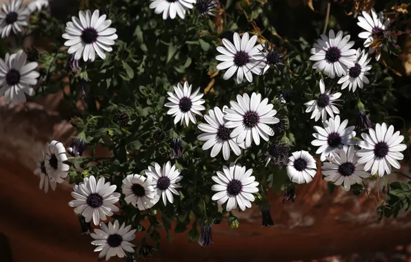 Flowers, garden, flowerbed, pot, osteospermum