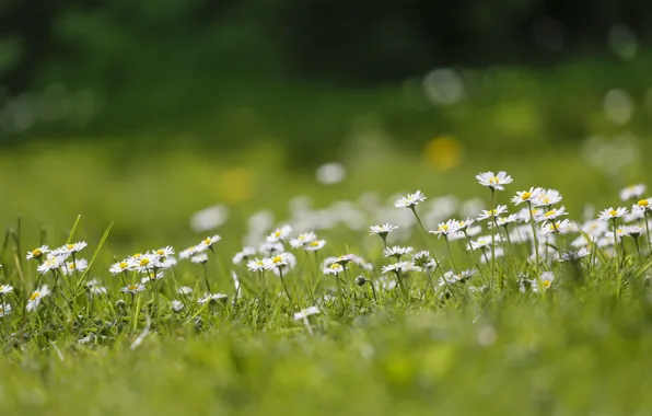 Field, summer, nature, chamomile