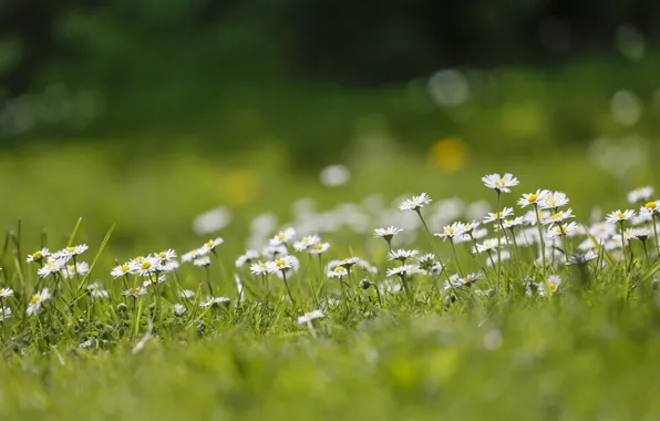 Picture field, summer, nature, chamomile