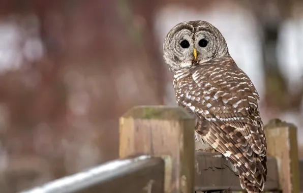 Picture look, nature, background, owl, bird, the fence, bokeh, columns