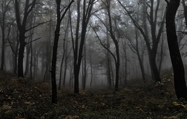 Picture forest, trees, nature, fog