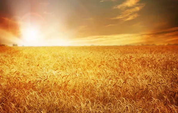 Wheat, field, sunset, nature, field, nature, sunset, wheat