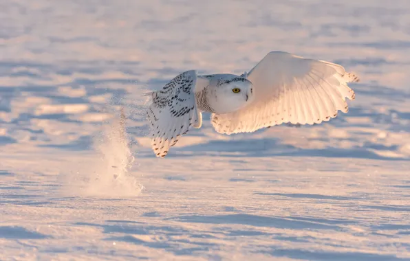 Picture winter, snow, flight, bird, snowy owl