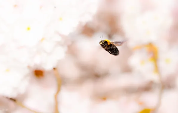 Picture nature, flight, bumblebee