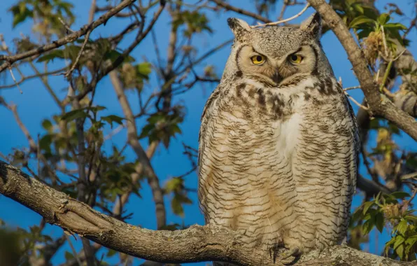 Picture look, branches, owl, bird, foliage, blue background, owl