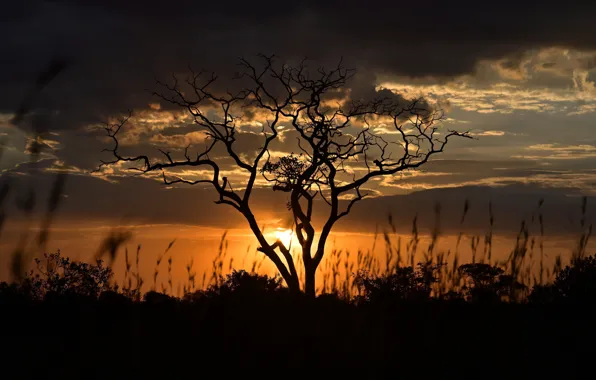 Sunset, tree, the evening, Tanzania
