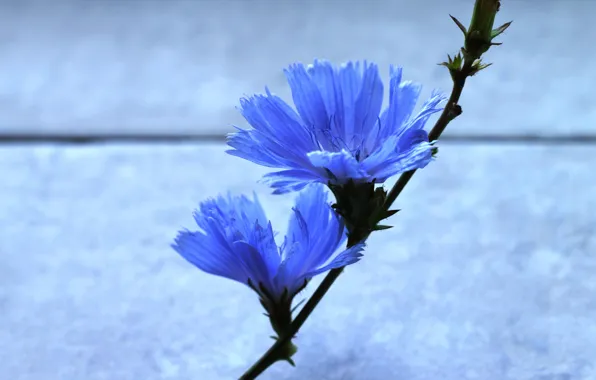Picture flower, background, Wallpaper, stem, flower, blue color, blue color, two flowers