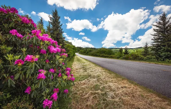 Picture road, summer, flowers