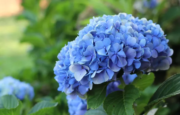 Macro, flowers, blue, hydrangea, inflorescence
