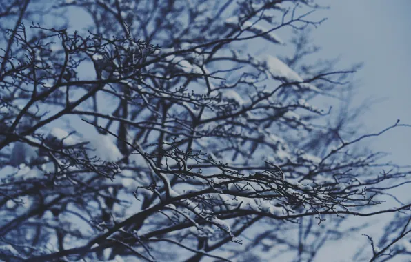 Winter, snow, branches, tree