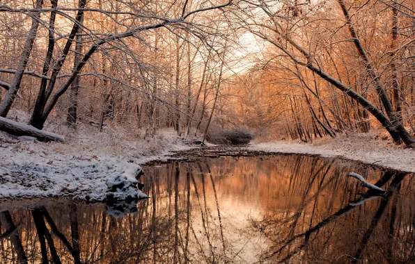 Picture winter, water, snow, trees, river, Aleksandr Razgulyaev