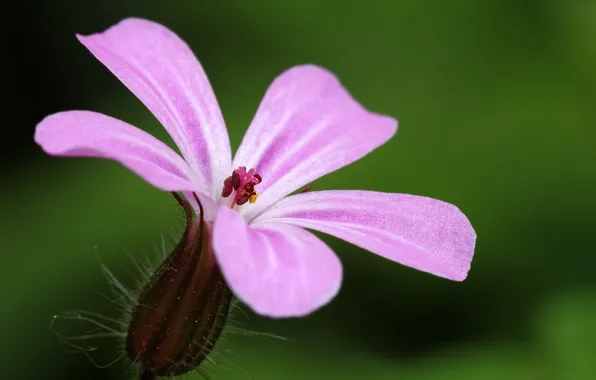 Picture flower, nature, paint, petals, stamens