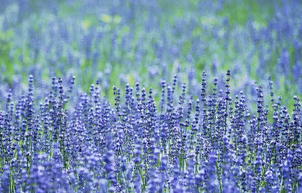 Flowers, petals, lavender